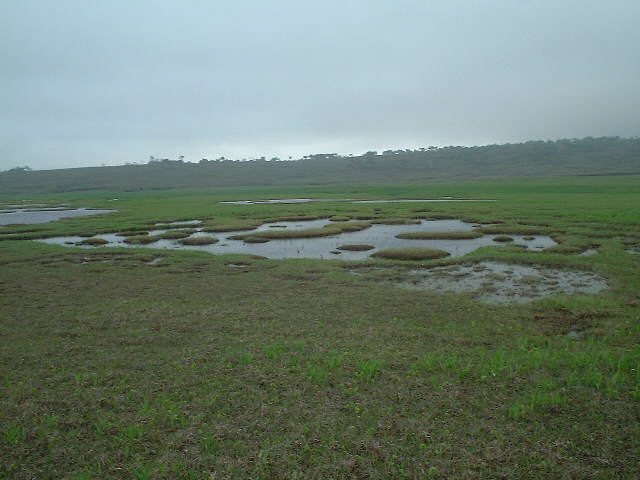 湿原