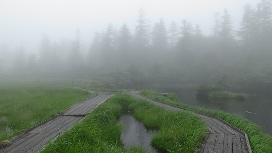 神仙沼高層湿原