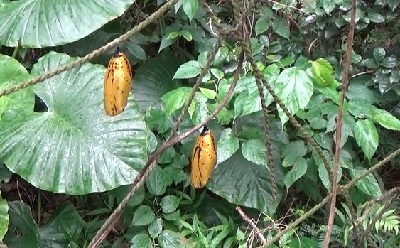 �I�I�S�}�_��